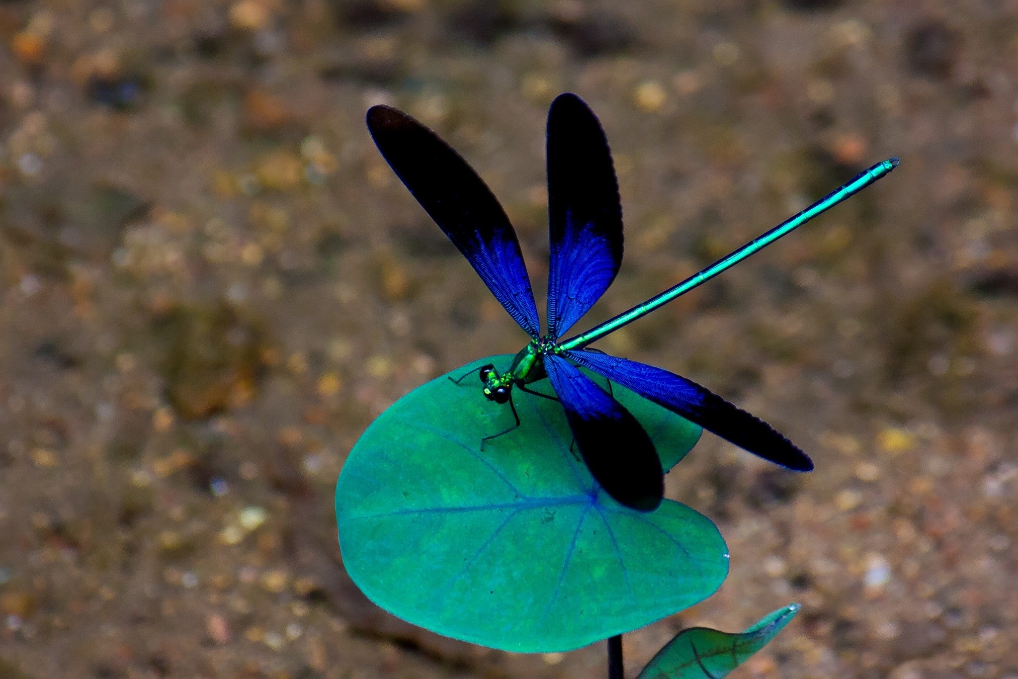 dragonfly-backgrounds-free-download-pixelstalk-net