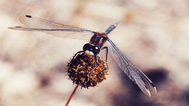 Dragonfly On Grass Wallpaper.