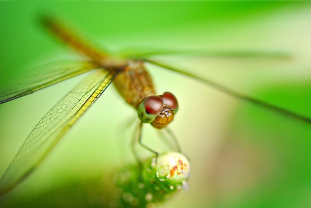 Dragonfly Wallpapers HD Desktop.