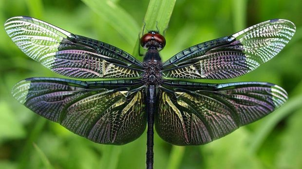 Dragonfly Wallpapers HD Free Download.