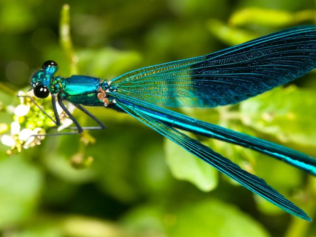 Dragonfly hd backgrounds pictures.