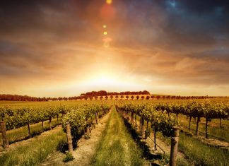 Dramatic sky Vineyard Wallpaper Android.