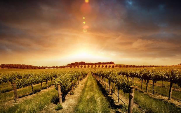 Dramatic sky Vineyard Wallpaper Android.