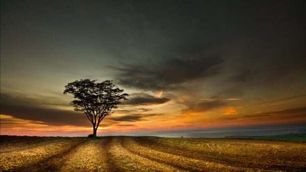 Dramatic sky lonely tree Dramatic Images.