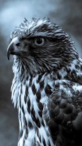 Eagle Bird Animal In Dark iPhone wallpaper.