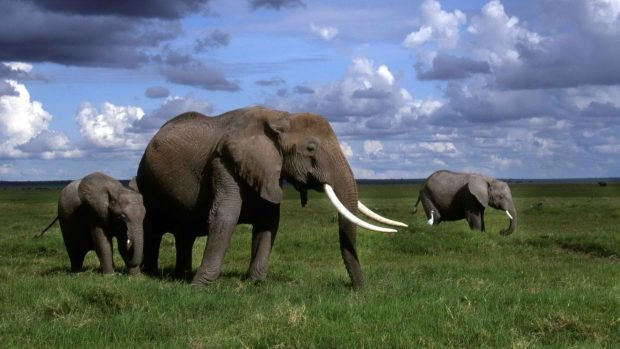 Elephants Animal World Full HD Wallpaper.