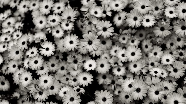Fascinating Black and White Floral Wallpaper.