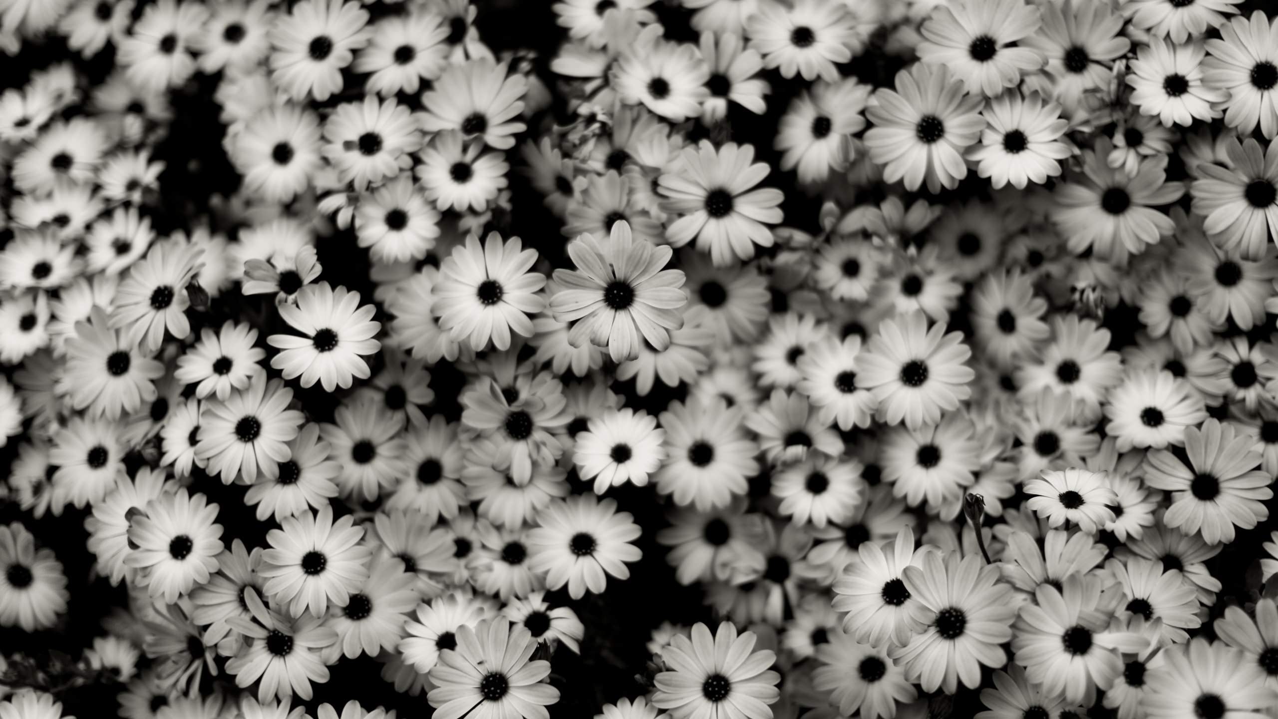 Dark Floral Backgrounds Download  PixelsTalkNet