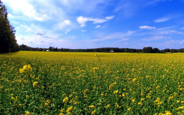 Field love wallpapers nature.