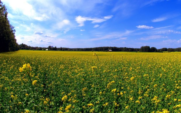 Field love wallpapers nature.