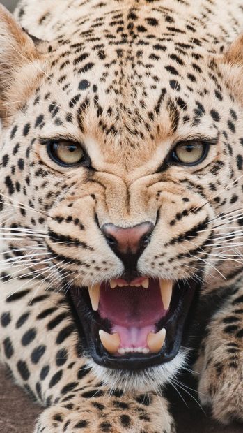 Fierce Shouting Panthera Pardus Macro Face iPhone wallpaper.