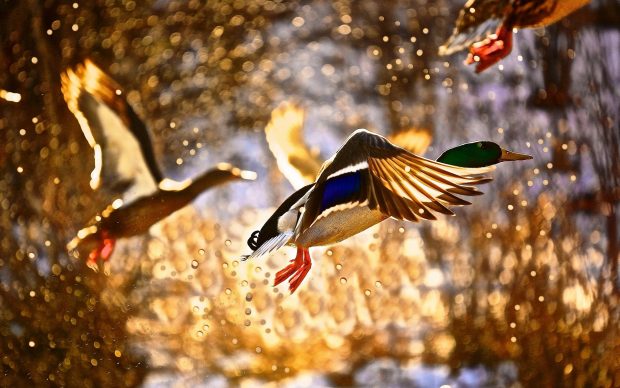 Flying gorgeous bird nice wallpapers.