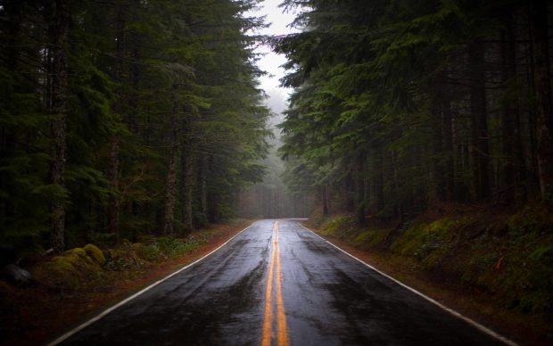 Foggy Pine Forest Backgrounds High Resolution.