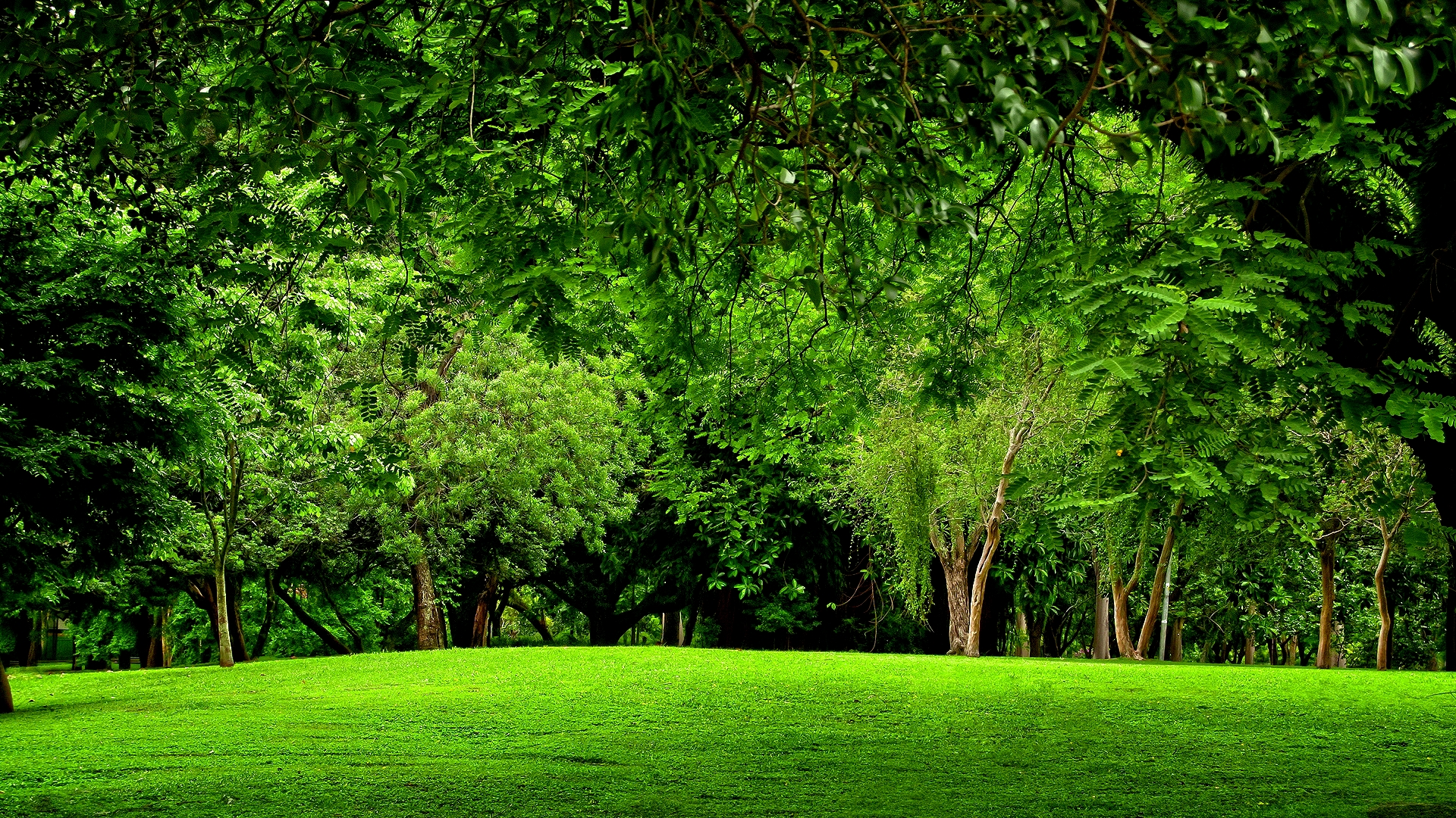 Forest Backgrounds HD Free Download 