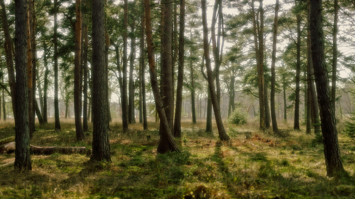 Forest Backgrounds HD - PixelsTalk
