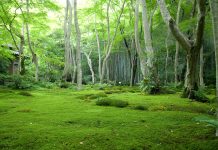 Forest Images Download.
