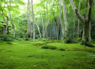 Forest Images Download.