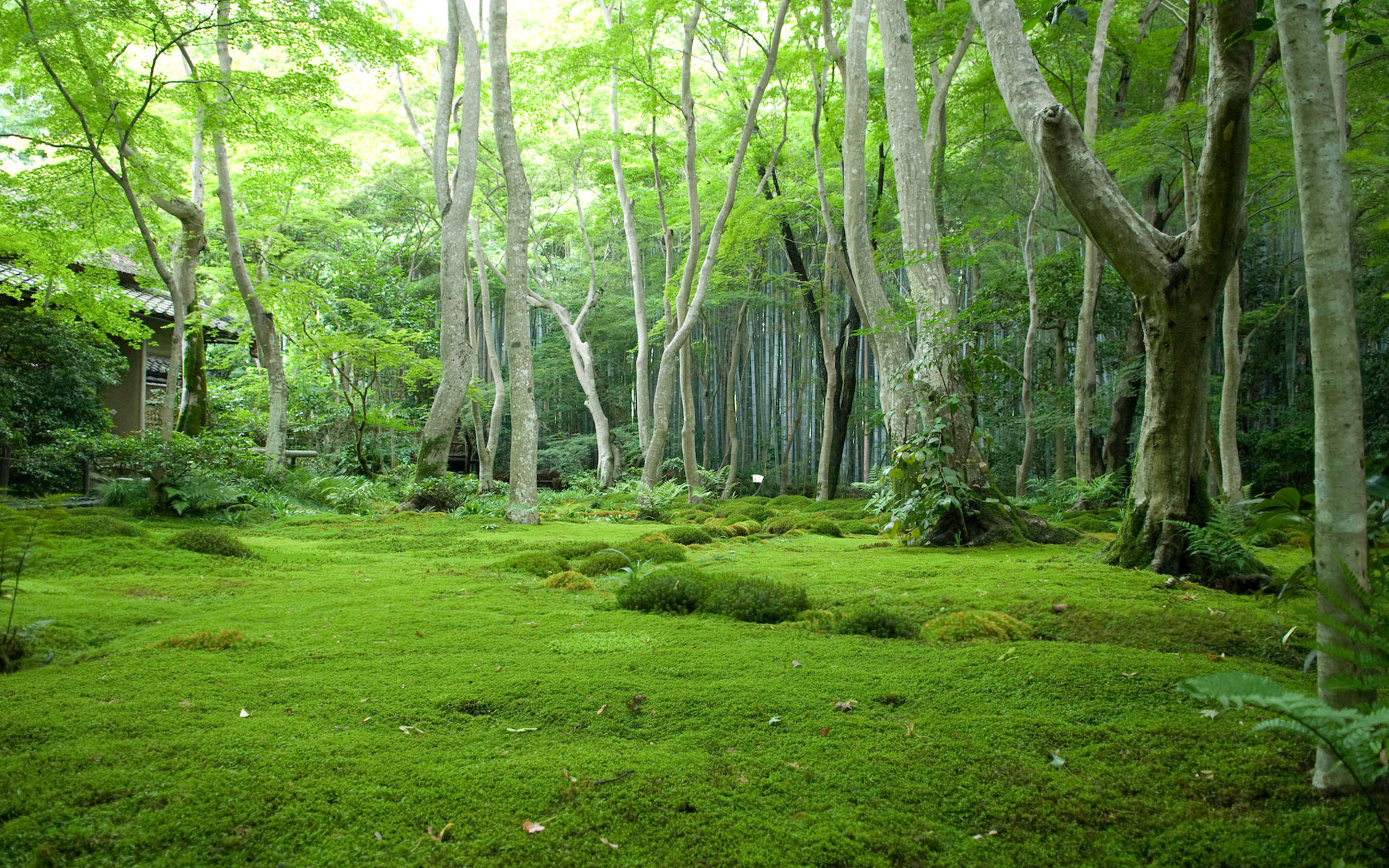 Лес зелень мох деревья загрузить