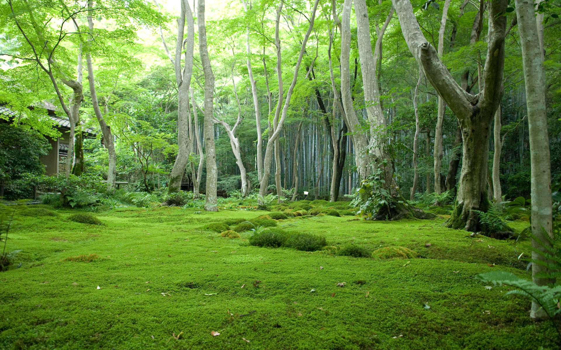 Temperate Rainforest, Cordova, Alaska загрузить