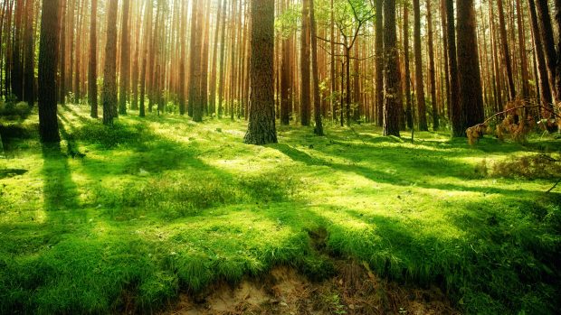 Forest Wallpaper HD Download Free.