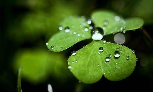 Four Leaf Clover HD Backgrounds.