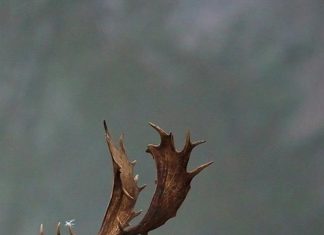 Free Animal iPhone Images.