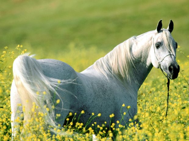 Free Arabian Horse Photo.