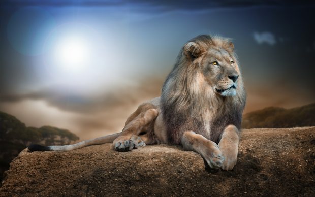 Free Aslan Narnia Image.