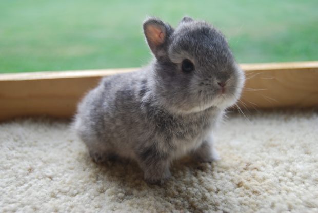 Free Baby Bunny Photo.