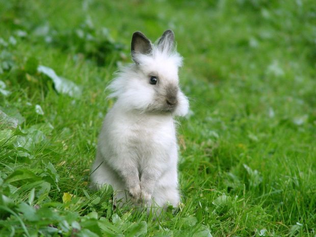 Free Baby Bunny Picture.