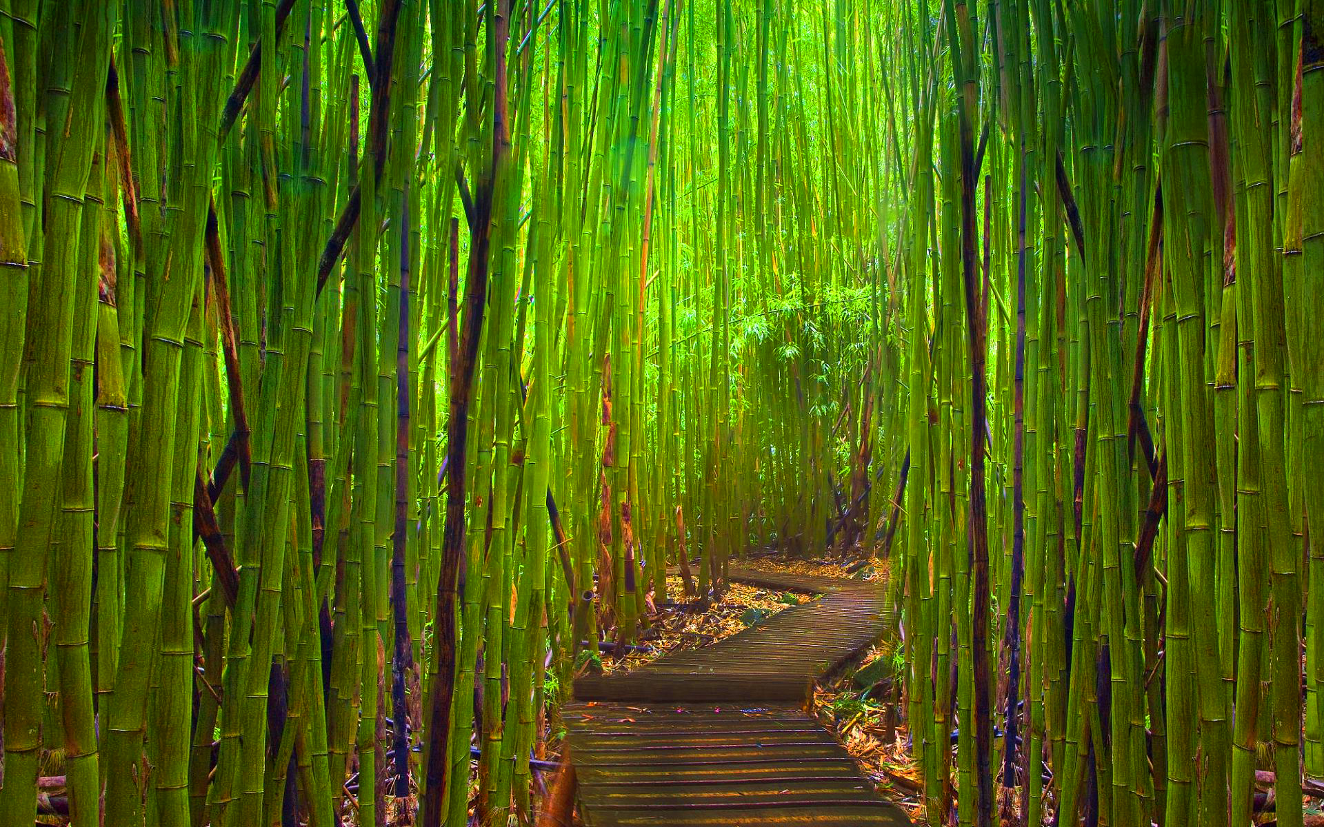 Bamboo Forest HD Wallpaper | PixelsTalk.Net