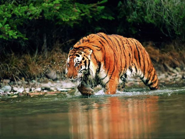 Free Bengal Tiger Photo.