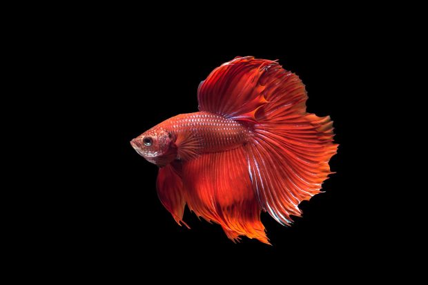 Free Betta Fish Photos.