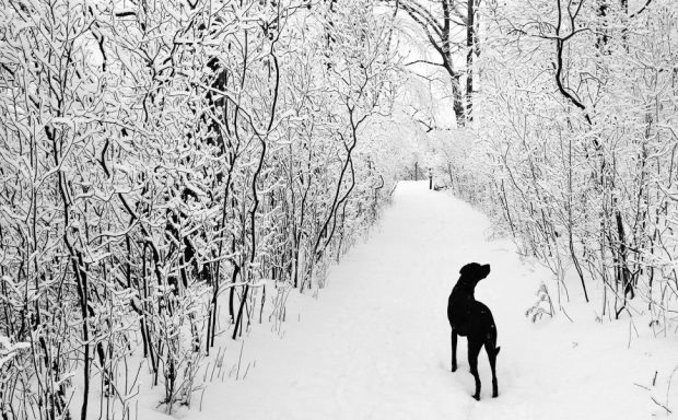 Free Black and White Forest Image.