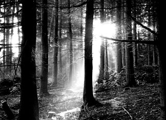 Free Black and White Forest Picture.