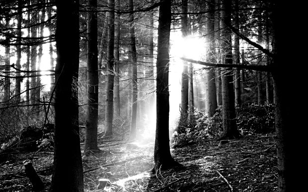 Free Black and White Forest Picture.