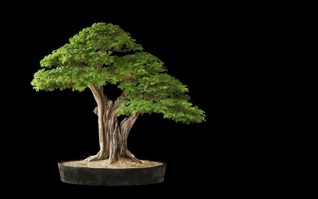Free Bonsai Tree Picture.