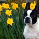 Free Boston Terrier Picture.