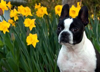 Free Boston Terrier Picture.