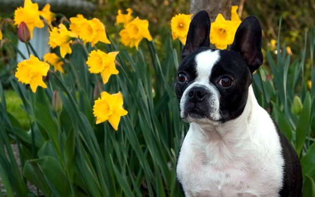 Free Boston Terrier Picture.