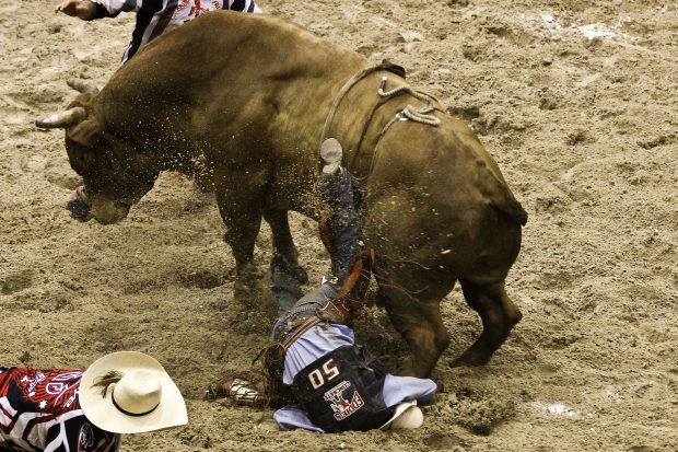 Free Desktop Bull Riding HD Photos.