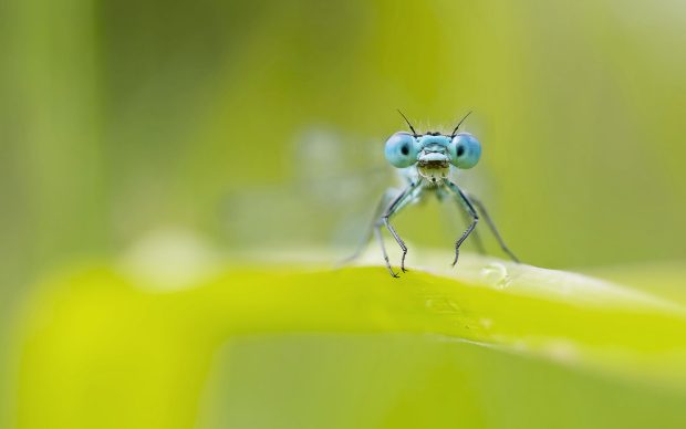 Free Desktop Dragonfly Pictures.