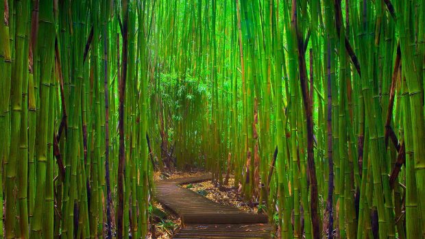 Free Download Bamboo Forest Background.