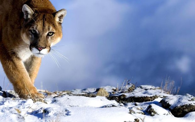 Free Download Cougar Wallpapers HD.