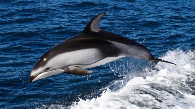 Free Images Dolphin.