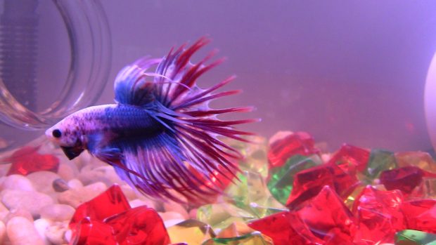 Free betta fish pictures.