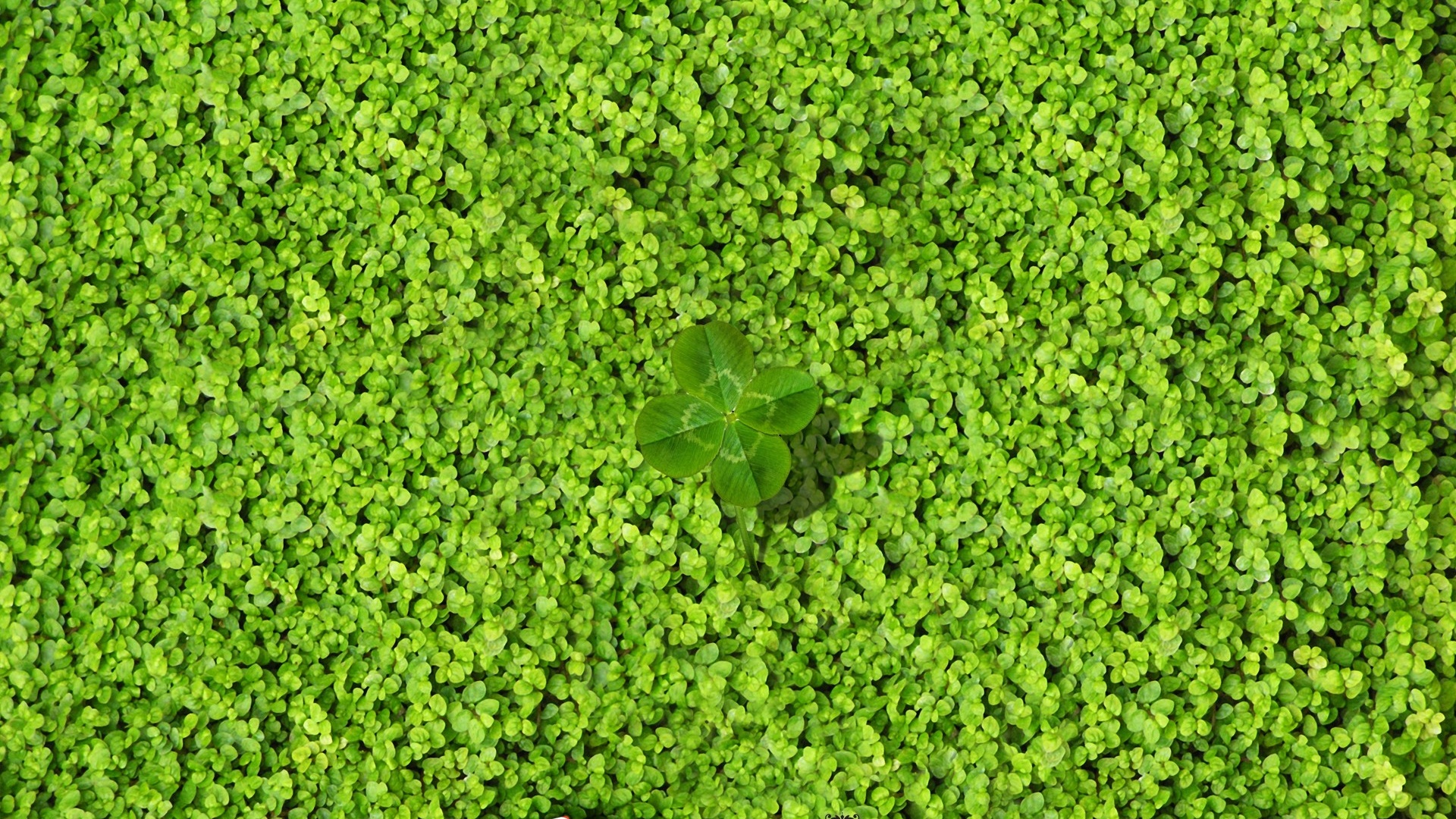 Free Download Four Leaf Clover Wallpapers HD - PixelsTalk.Net