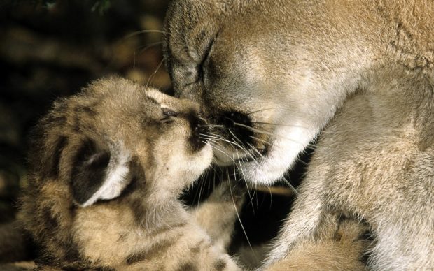 Free cute cougar wallpaper.