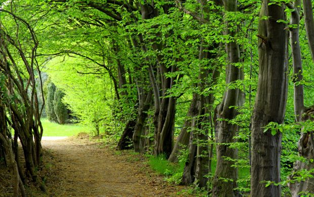 Full hd forest nature wallpapers hd.