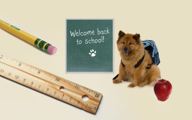 Funny Back to School 2560x1600.